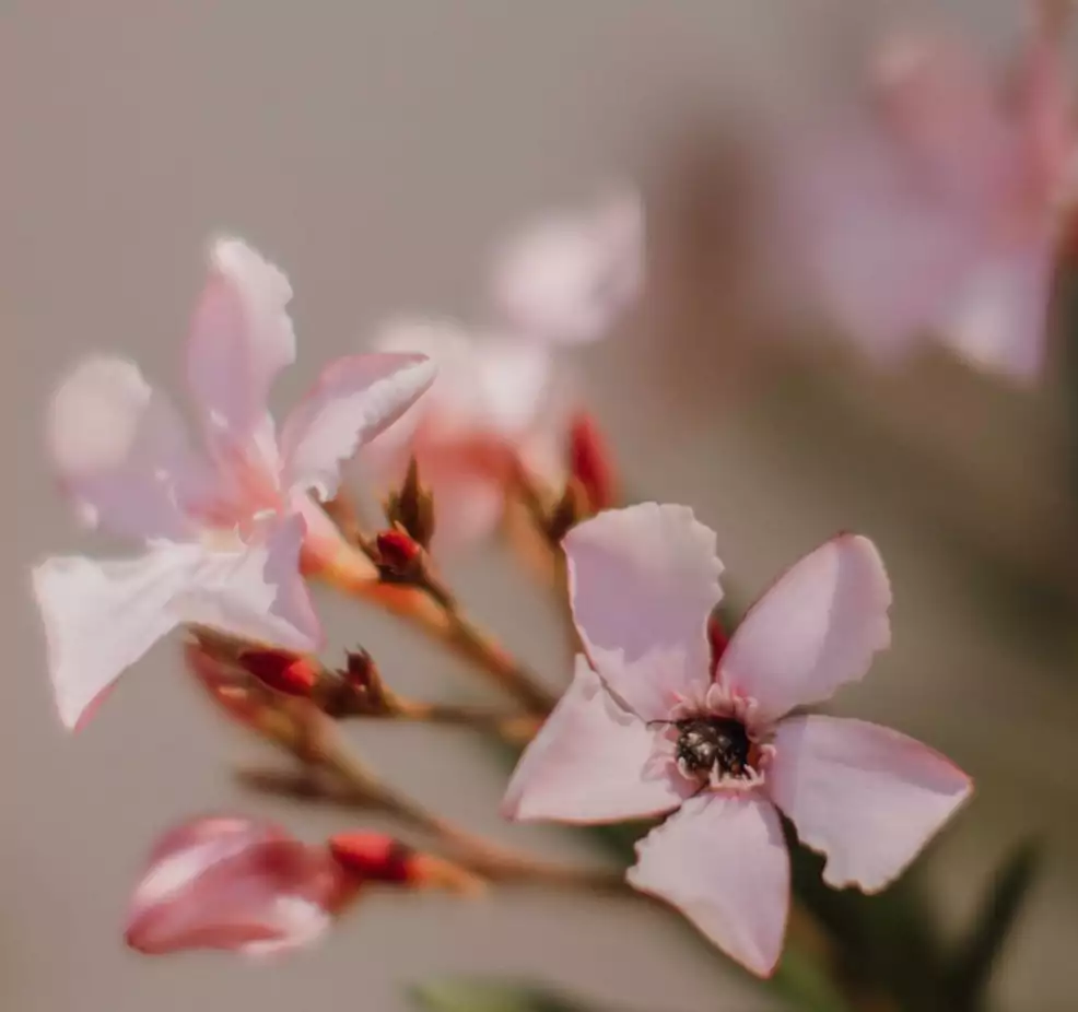 Yoga Retreat Spring 2026 Yoga Retreat Spring 2026 in Spain